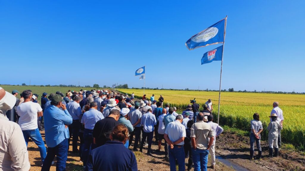 dia de campo de arroz