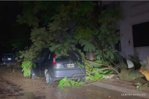 arbol sobre auto