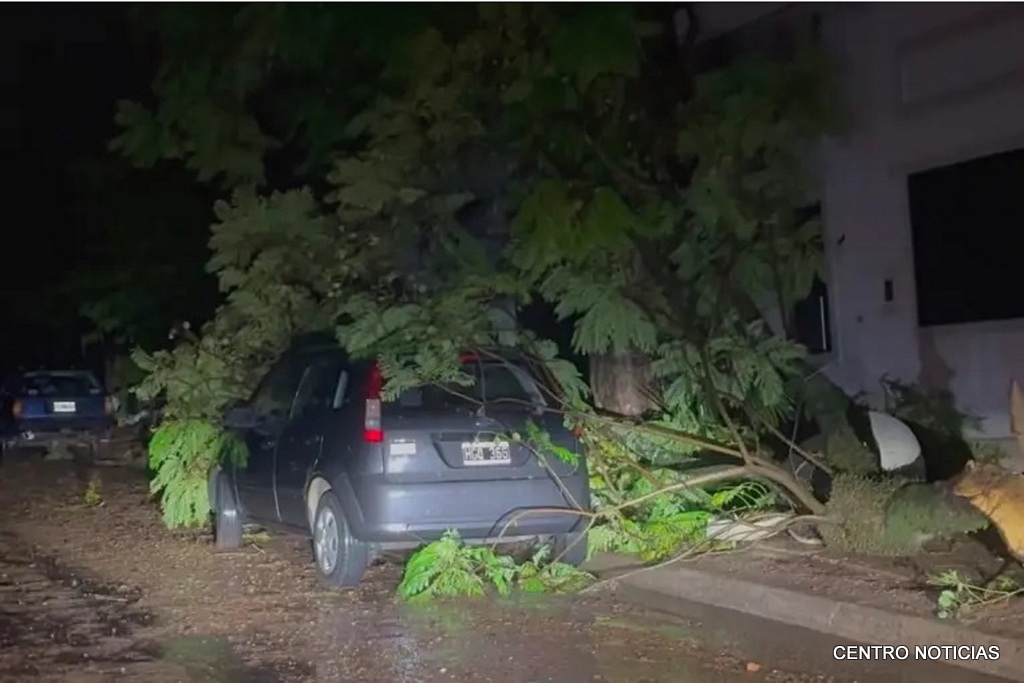 arbol sobre auto