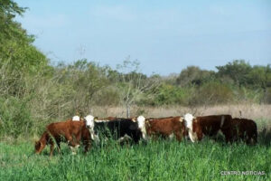 Tierras fiscales W1